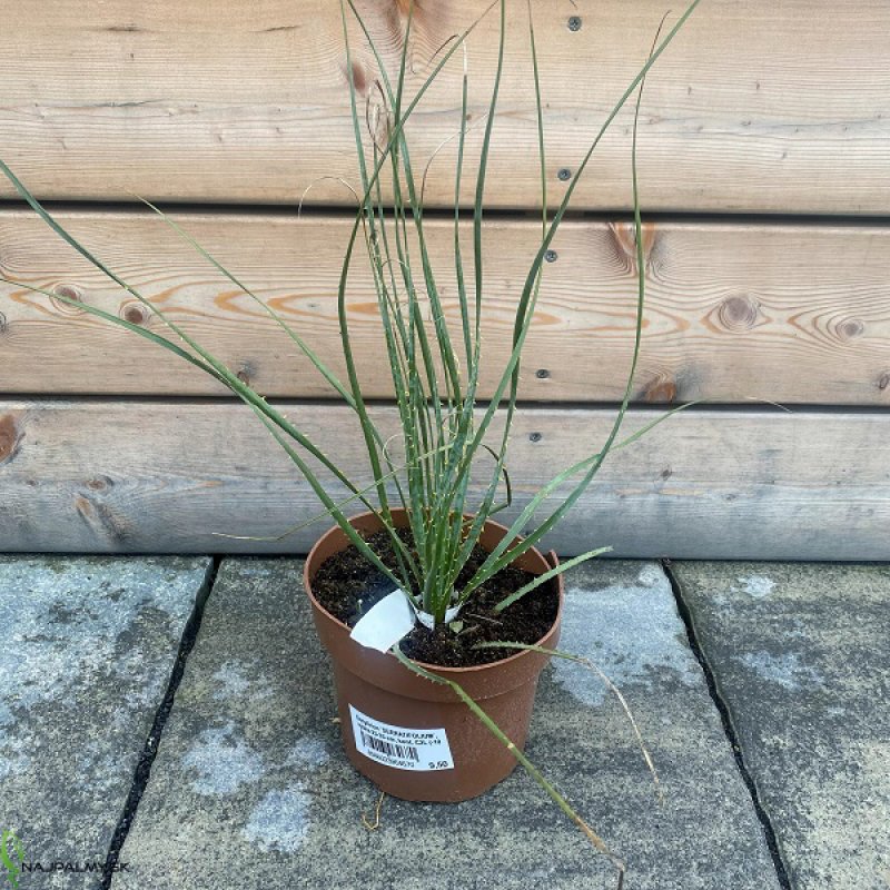 Dasylirion Serratifolium, trávovník, kont. C2L, výška: 30-50 cm (-10°C)